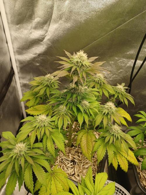 Blackwater in Living Soil 💯. Week 9