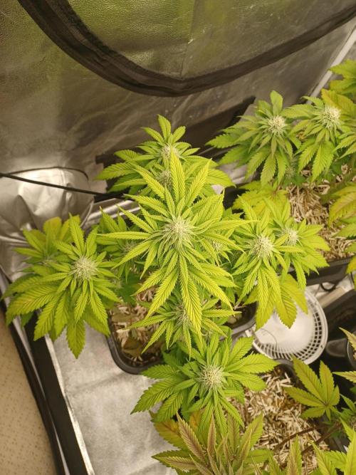 Blackwater in Living Soil 💯. Week 9