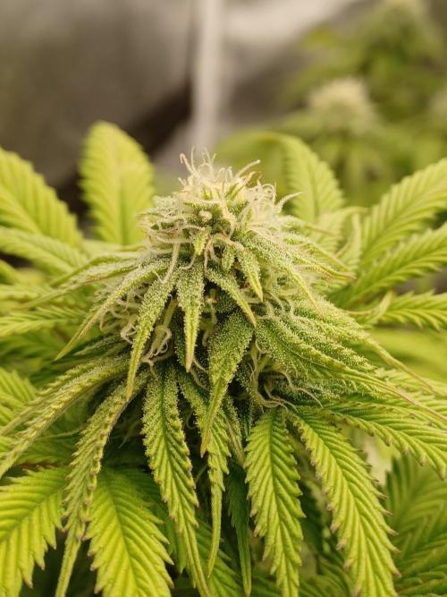 Blackwater in Living Soil 💯. Week 9