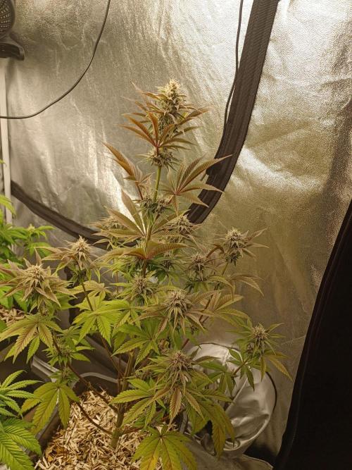 Trop Cherry  2 in Living Soil 💜. Week 9