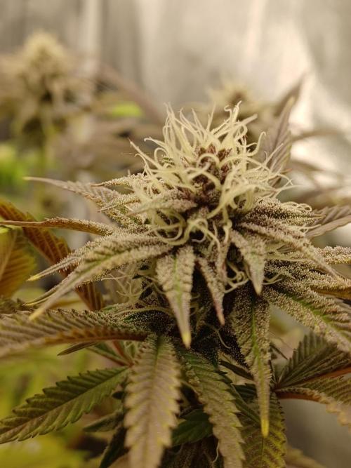Trop Cherry  2 in Living Soil 💜. Week 9