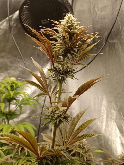 Trop Cherry  2 in Living Soil 💜. Week 9
