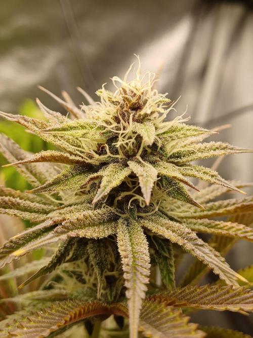 Trop Cherry  2 in Living Soil 💜. Week 9
