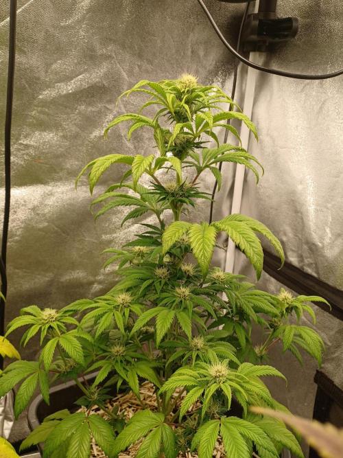 PInk Rozay Living Soil 💥💚. Week 9