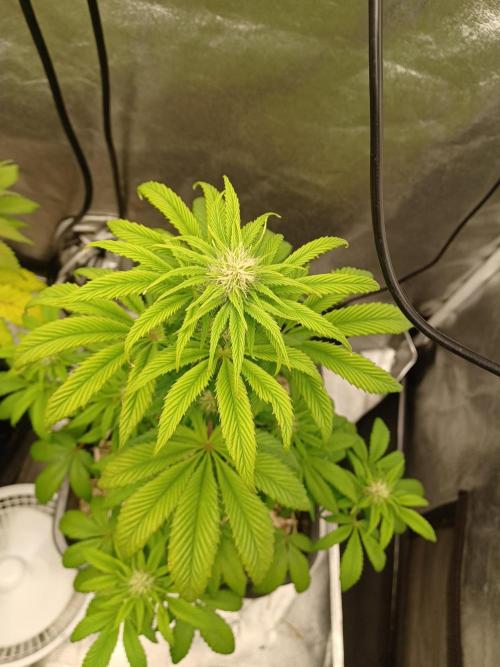 PInk Rozay Living Soil 💥💚. Week 9