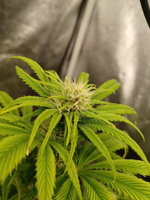PInk Rozay Living Soil 💥💚. Week 9