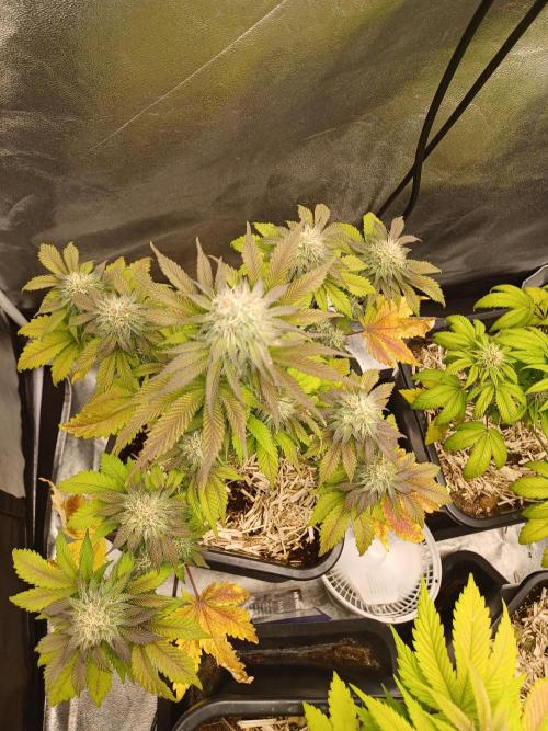 Blackwater in Living Soil 💯. Week 10