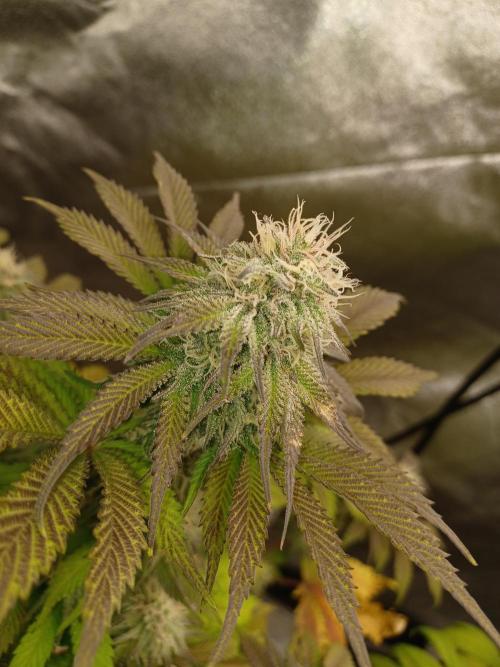 Blackwater in Living Soil 💯. Week 10
