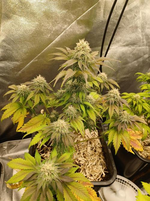 Blackwater in Living Soil 💯. Week 10