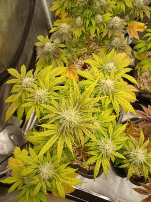 Blackwater in Living Soil 💯. Week 10