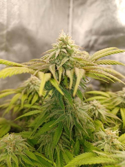 Blackwater in Living Soil 💯. Week 10