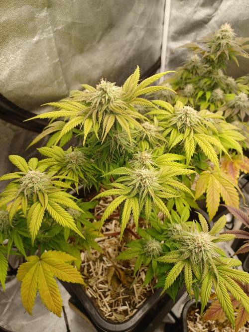 Blackwater in Living Soil 💯. Week 10