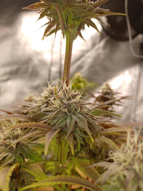 Trop Cherry  2 in Living Soil 💜. Week 10