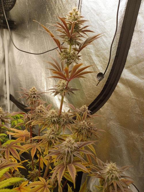 Trop Cherry  2 in Living Soil 💜. Week 10