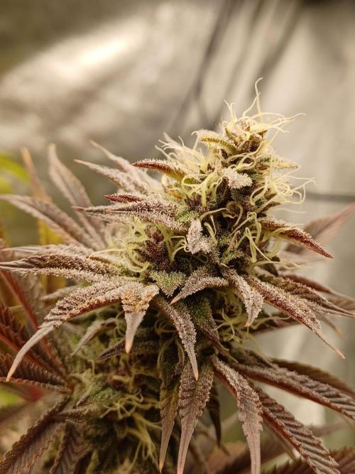 Trop Cherry  2 in Living Soil 💜. Week 10