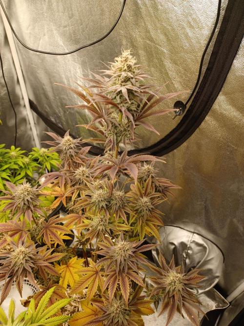 Trop Cherry  2 in Living Soil 💜. Week 10