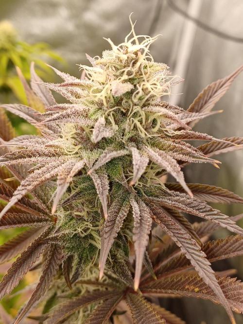 Trop Cherry  2 in Living Soil 💜. Week 10
