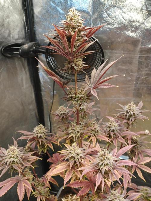Trop Cherry  2 in Living Soil 💜. Week 12