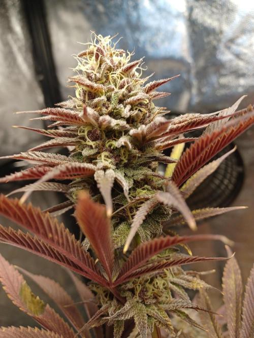 Trop Cherry  2 in Living Soil 💜. Week 12
