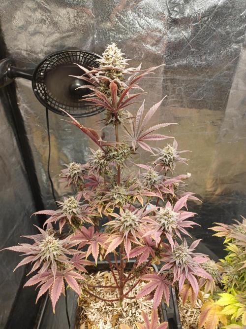 Trop Cherry  2 in Living Soil 💜. Week 12