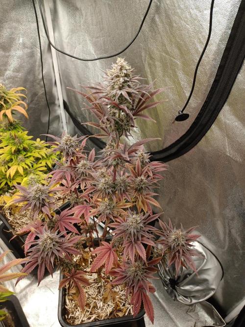 Trop Cherry  2 in Living Soil 💜. Week 12