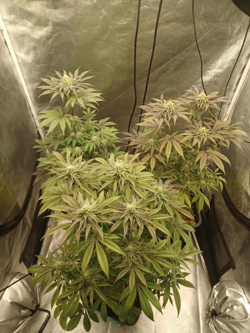💜Velvet Lushers Living SOIL ♻️. Week 7