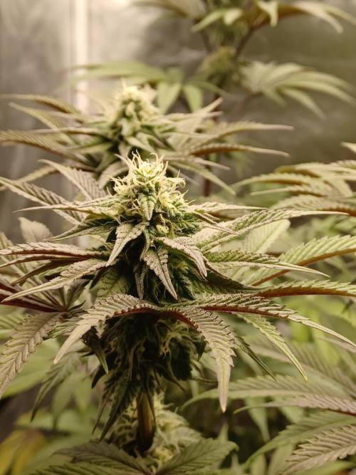 💜Velvet Lushers Living SOIL ♻️. Week 7