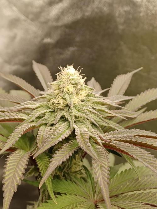 💜Velvet Lushers Living SOIL ♻️. Week 7