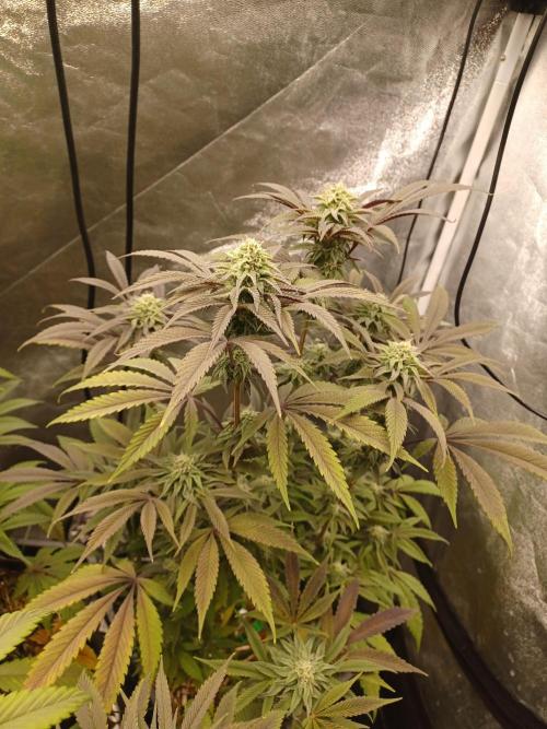 💜Velvet Lushers Living SOIL ♻️. Week 7