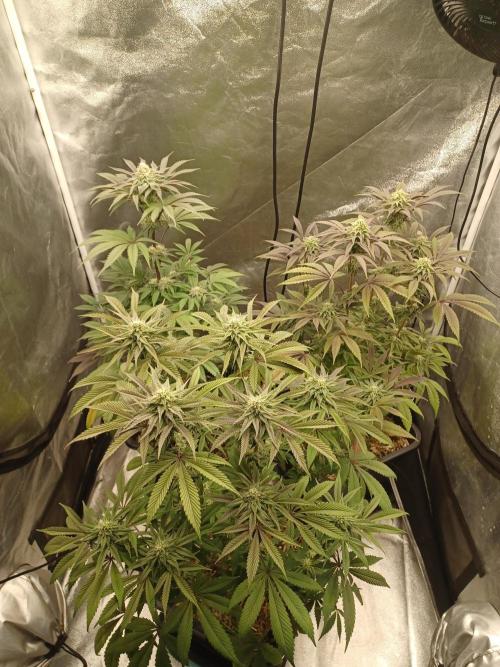 💜Velvet Lushers Living SOIL ♻️. Week 7