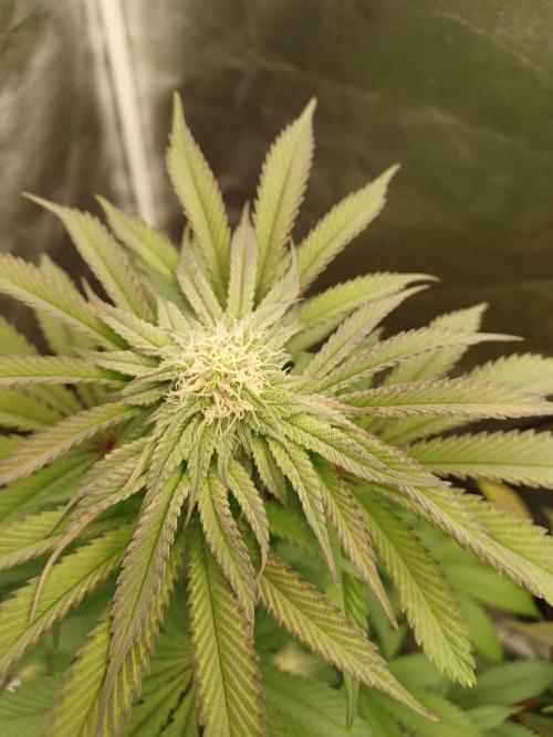 💜Velvet Lushers Living SOIL ♻️. Week 7