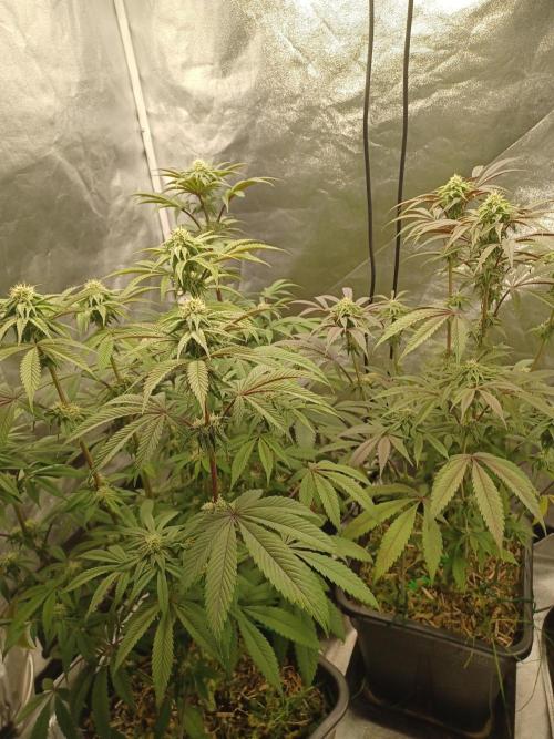 💜Velvet Lushers Living SOIL ♻️. Week 7