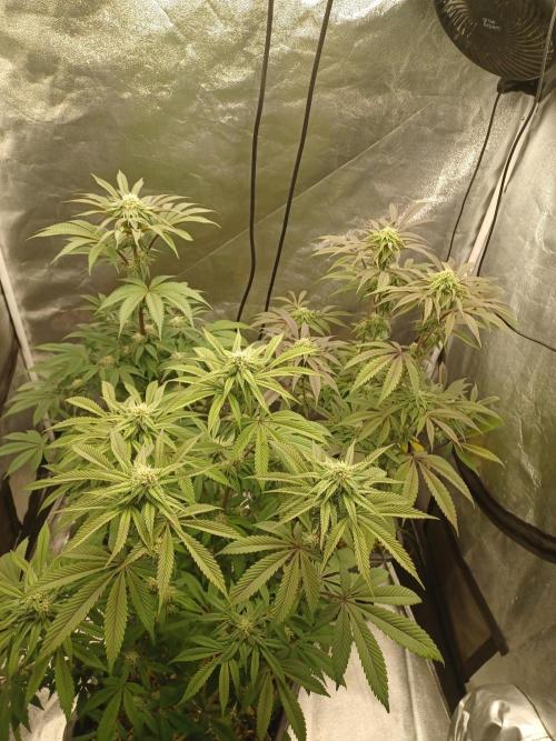 💜Velvet Lushers Living SOIL ♻️. Week 7