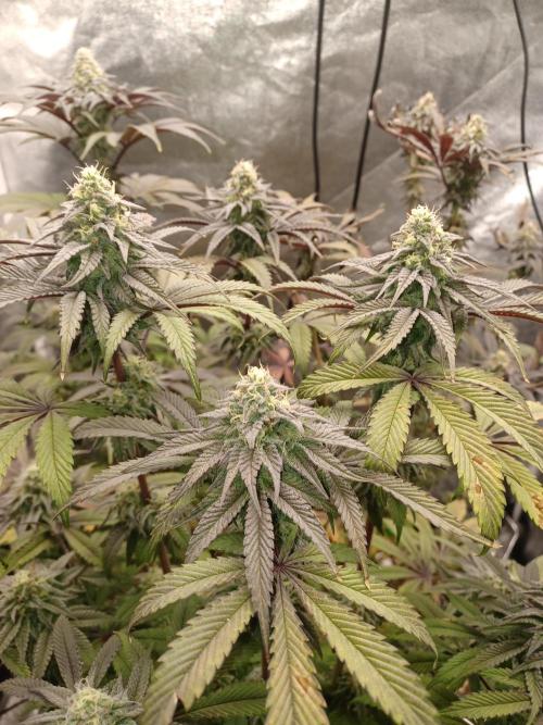 💜Velvet Lushers Living SOIL ♻️. Week 9