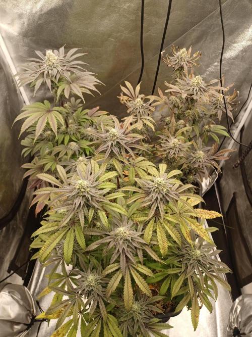 💜Velvet Lushers Living SOIL ♻️. Week 9