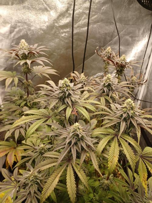 💜Velvet Lushers Living SOIL ♻️. Week 9