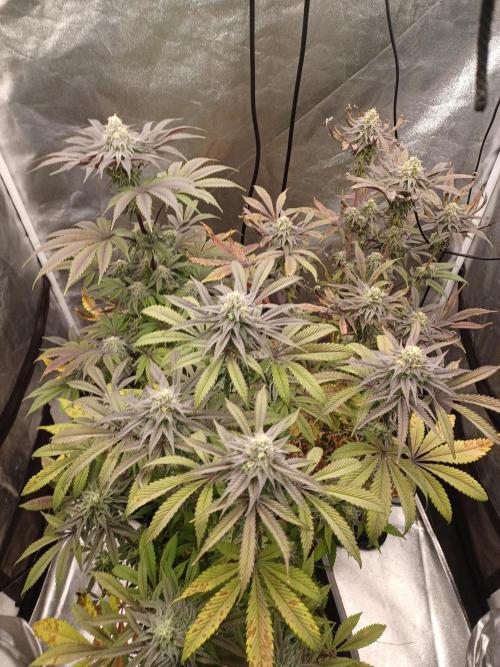 💜Velvet Lushers Living SOIL ♻️. Week 9