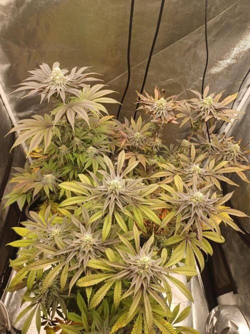 💜Velvet Lushers Living SOIL ♻️. Week 9