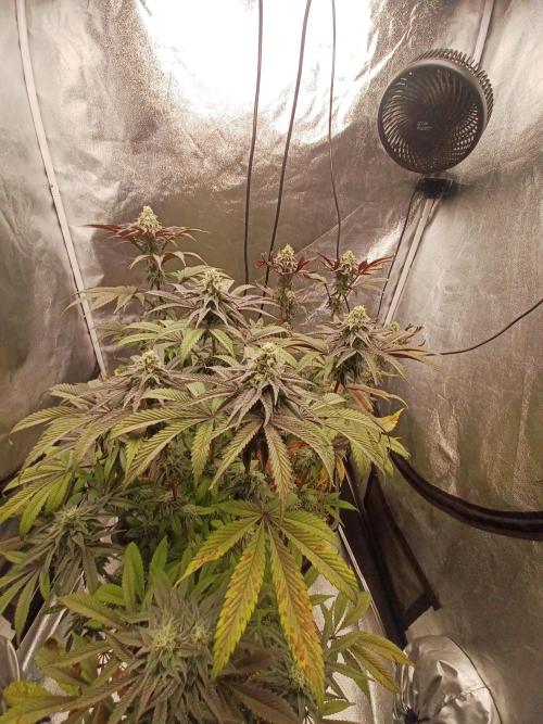 💜Velvet Lushers Living SOIL ♻️. Week 9