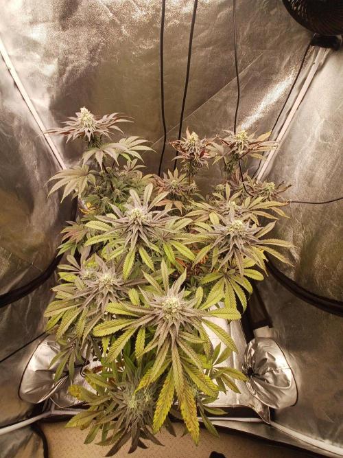 💜Velvet Lushers Living SOIL ♻️. Week 9