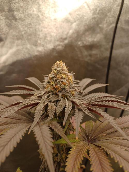 💜Velvet Lushers Living SOIL ♻️. Week 10