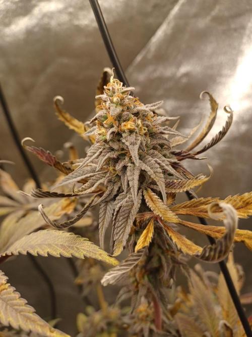 💜Velvet Lushers Living SOIL ♻️. Week 10