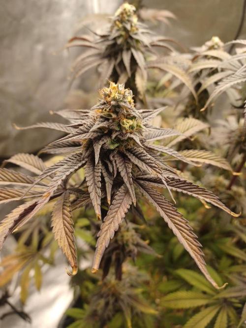 💜Velvet Lushers Living SOIL ♻️. Week 10