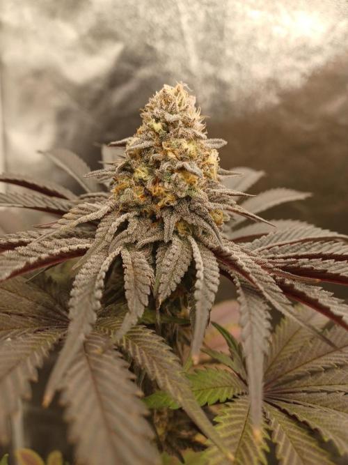 💜Velvet Lushers Living SOIL ♻️. Week 10