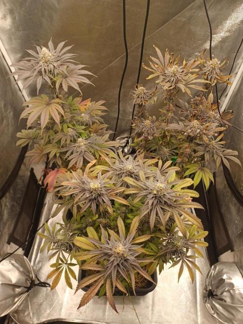 💜Velvet Lushers Living SOIL ♻️. Week 10