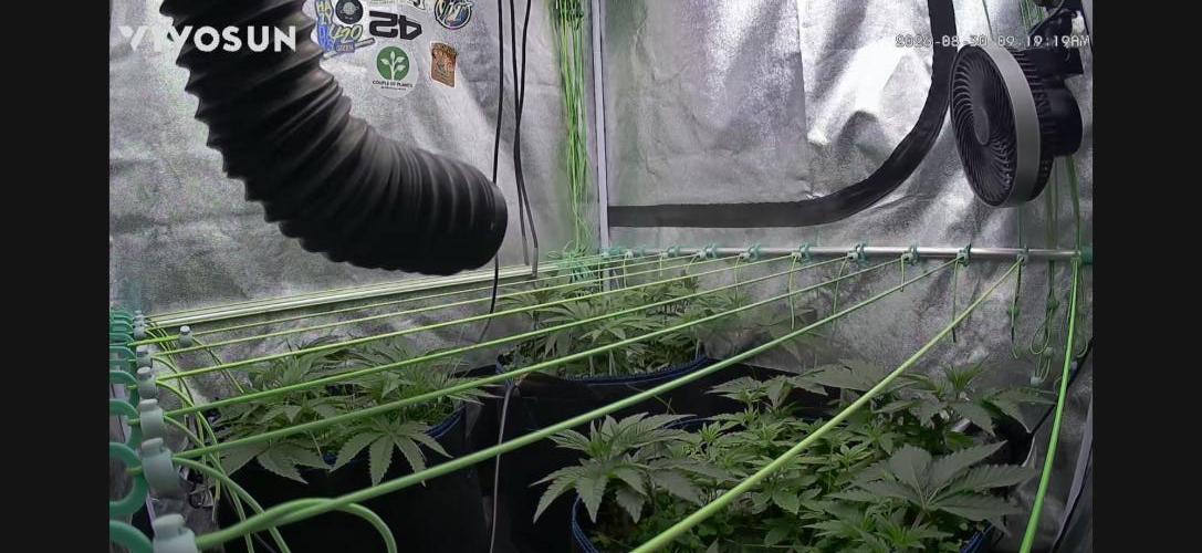 Limited seeds from Mary Jane 2026. Week 3