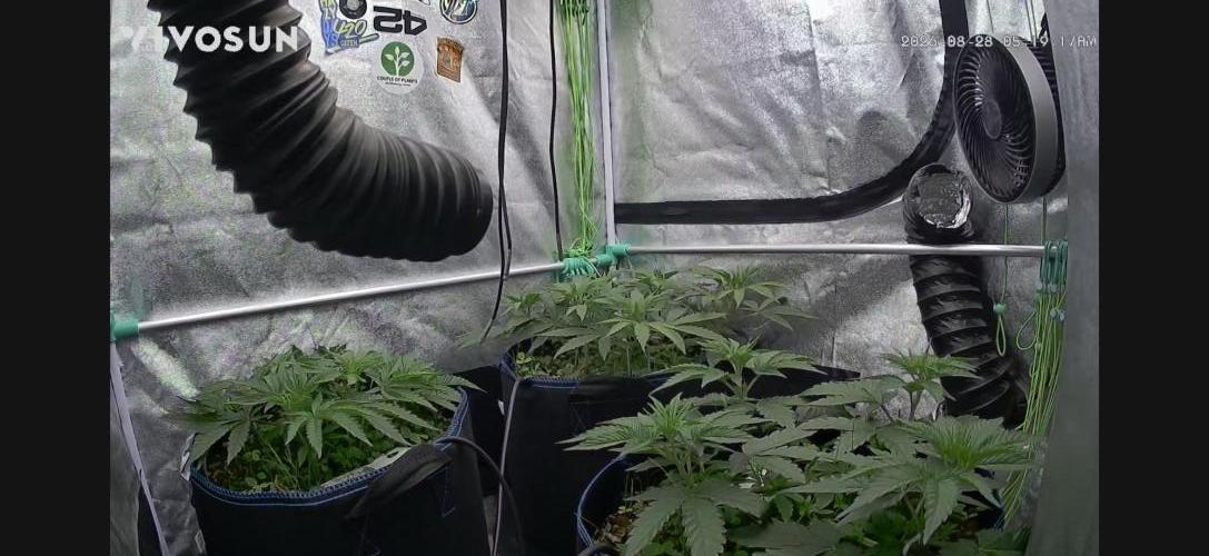 Limited seeds from Mary Jane 2026. Week 2