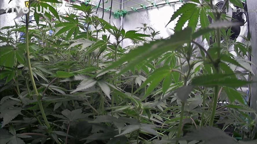 Limited seeds from Mary Jane 2026. Week 5 - Heute wird die Kamera weiter oben platziert