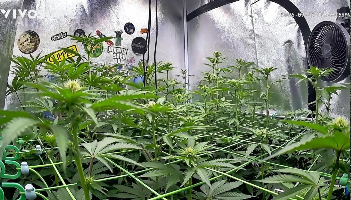 Limited seeds from Mary Jane 2026. Week 6 - Pflanzen sind voll im Stretch 