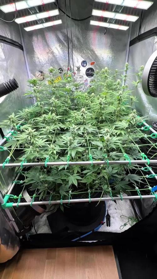 Limited seeds from Mary Jane 2026